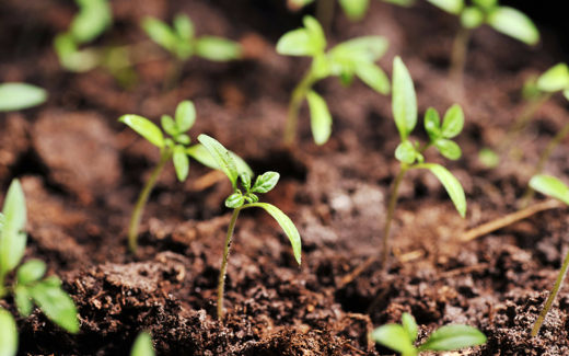 Sources for Buying Non-GMO Seeds - Urban Organic Gardener