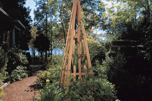 Post image for Growing Cucumbers Vertically to Maximize Space