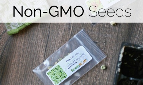 how-to-source-non-gmo-seeds-naturally-loriel-seedsnow-683x1024
