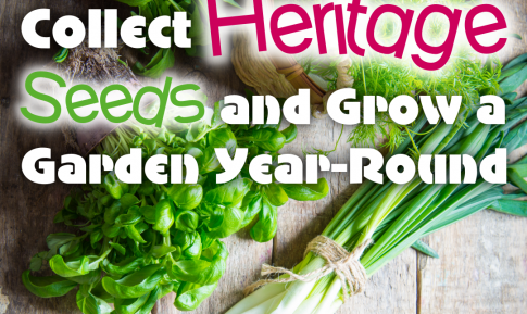 uog seed club