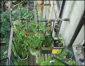 Apartment Vegetable Garden