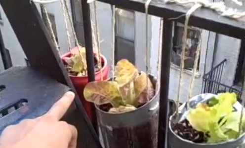 Nyc Fire Escape Garden Urban Organic Gardener