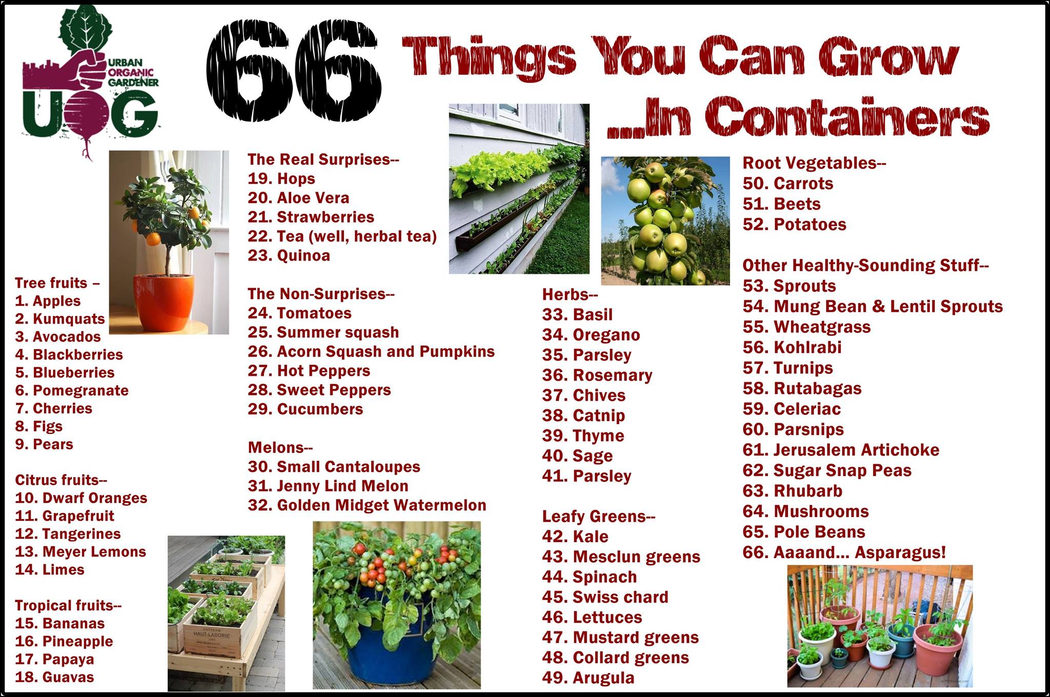 66 Things You Can Grow In Containers