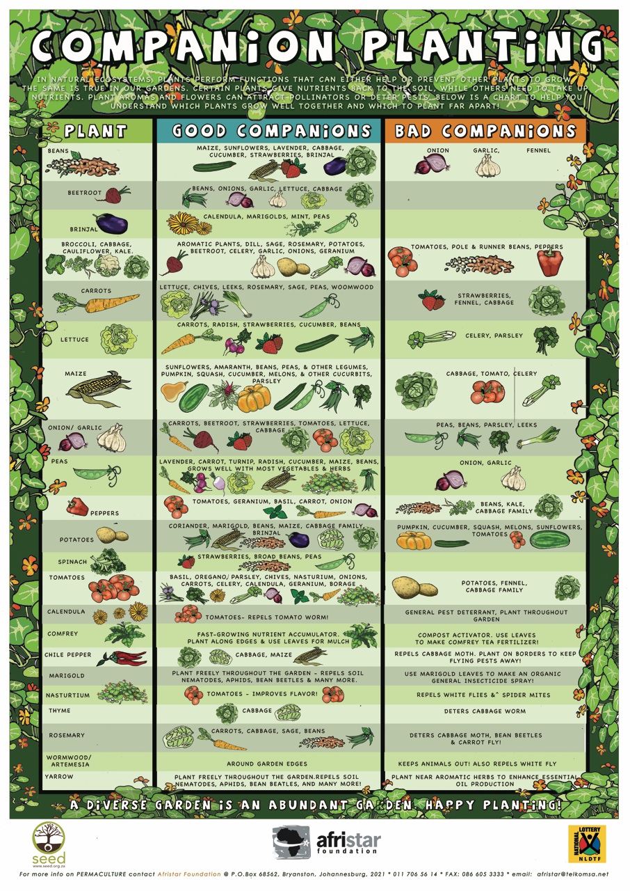 Companion-Planting