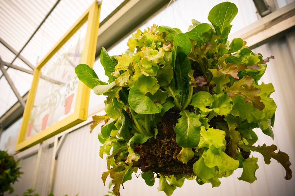 hanging lettuce basket urban organic