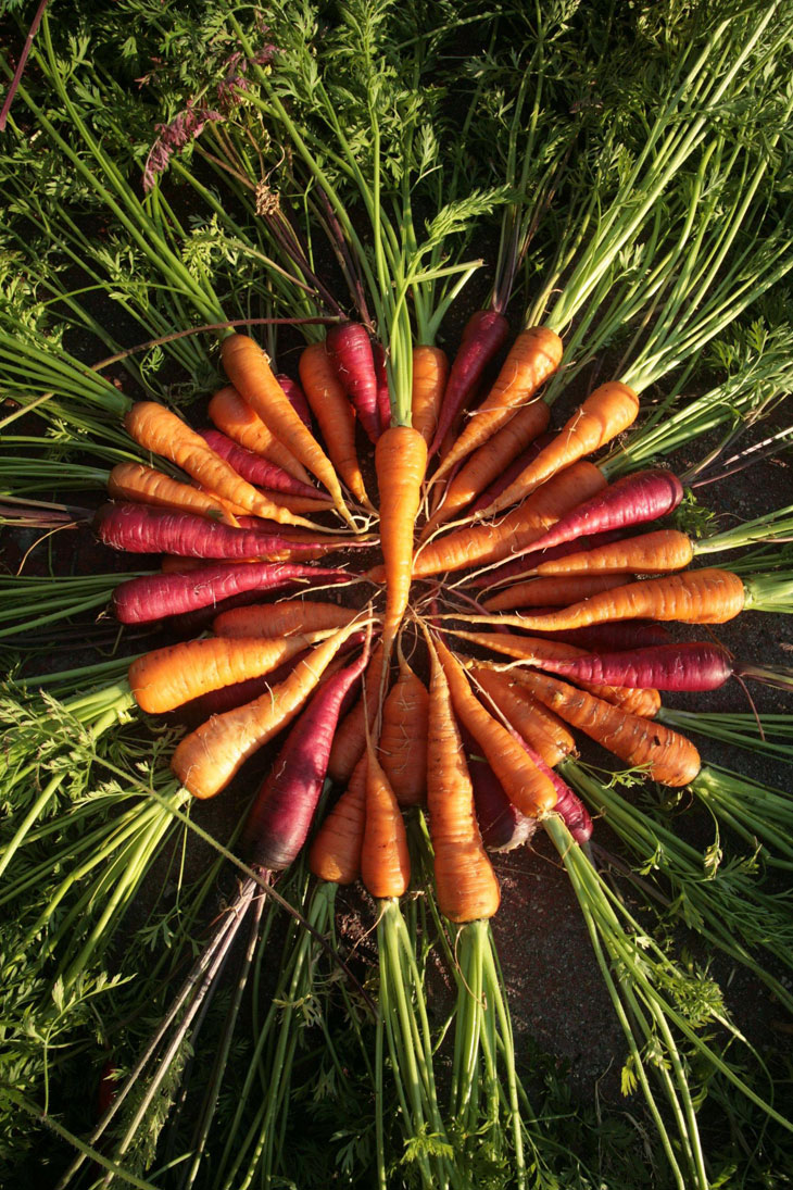 carrots