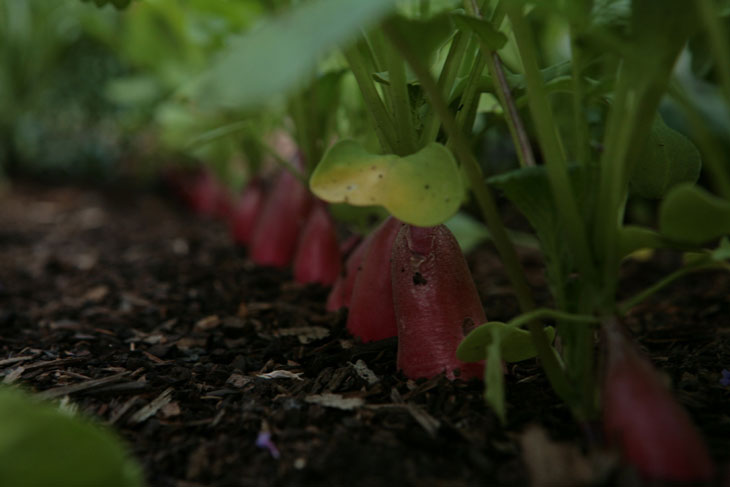 radishes