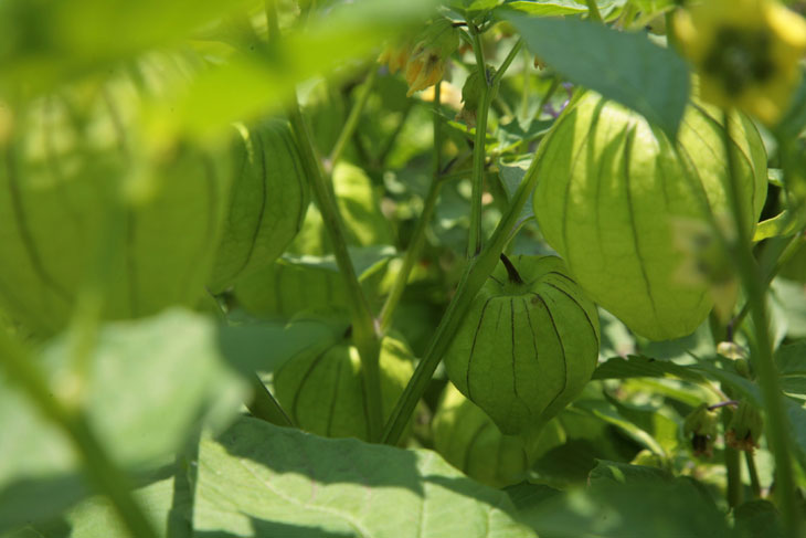 tomatillos