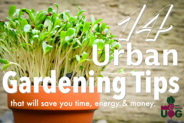 14 Urban Gardening Tips