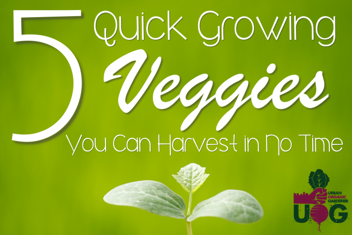 5 Quick Growing Vegetables