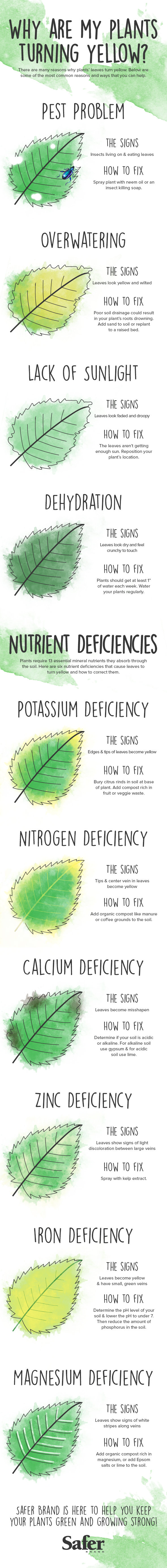 why-are-my-plants-yellow-safer-brand