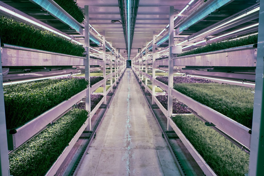 3051209-slide-s-2-this-london-underground-farm-grows