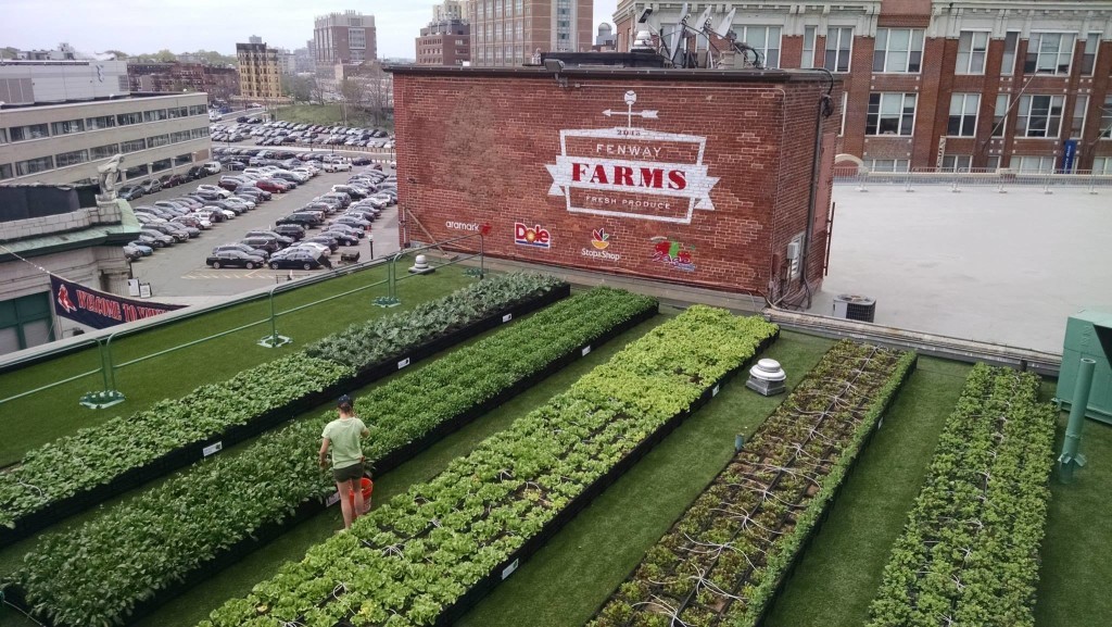 fenway-farms-may-11-1024x577