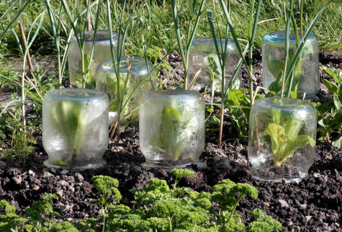 How To Use A Mason Jar As A Cloche Urban Organic Gardener