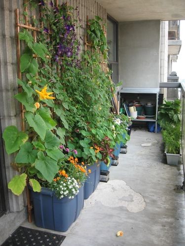 toronto-sip-balcony-garden-in-the-sky