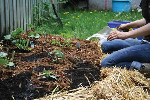 Lasagna Gardening 101 The Lazy Notill Garden Method Lasagna Gardening 101 The Lazy Notill Garden Method