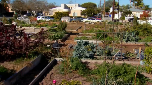 pacific+beach+community+garden