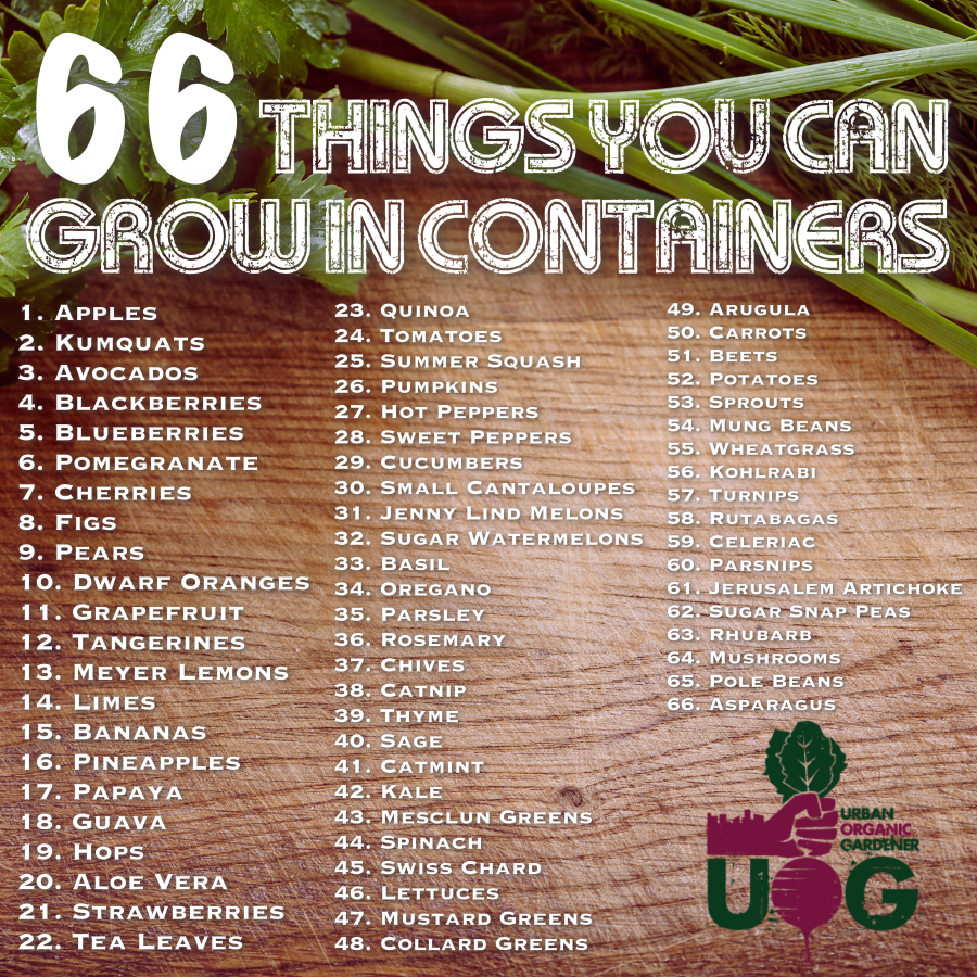 66thingsyoucangrowincontainers