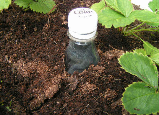 Bury_Plastic_bottle_For_Drip_Irrigation
