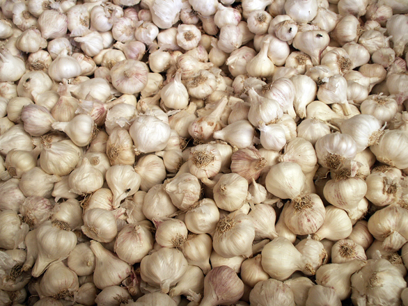 How to Plant Garlic In the Fall — & Get BIGGER Bulbs! - Urban Organic Gardener