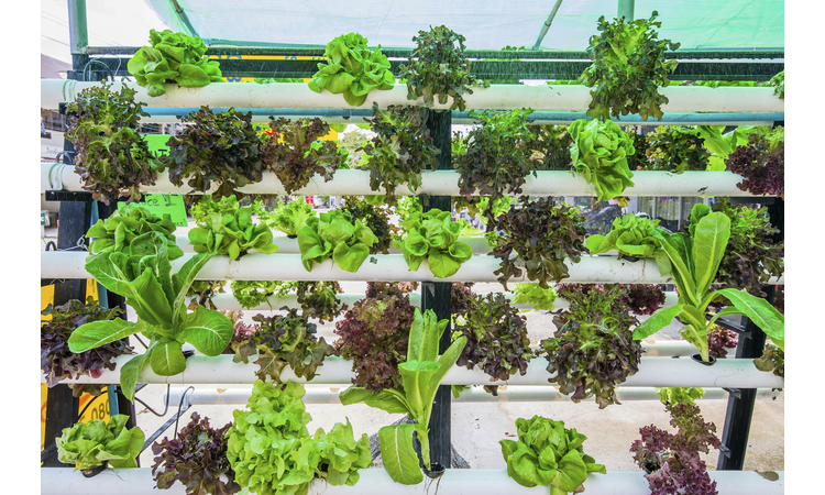 Organic hydroponic vegetable cultivation farm