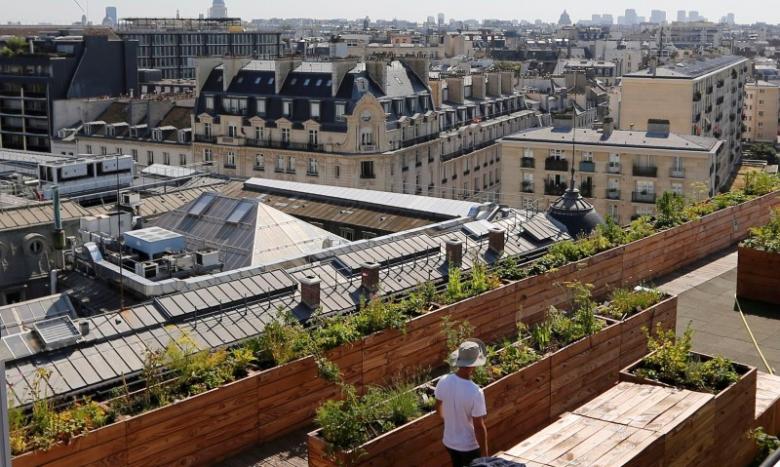 A man walks between planter boxes on the 700 square metre (7500 square feet) rooftop of the Bon Marche, where the store's employees grow some 60 kinds of fruits and vegetables such as strawberries, zucchinis, mint and other herbs in their urban garden with a view of the capital in Paris, France, August 26, 2016.  REUTERS/Regis Duvignau