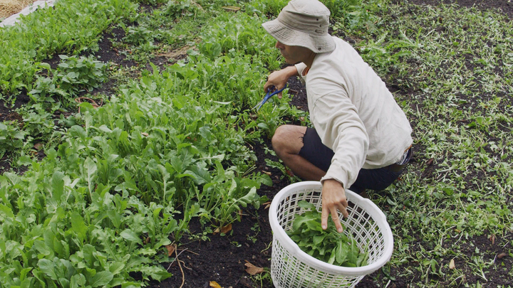 Fyi S Farming Detroit Documentary Highlights The Urban Farming Revolution Urban Organic Gardener