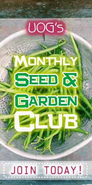 UOG Seed Club 300x600