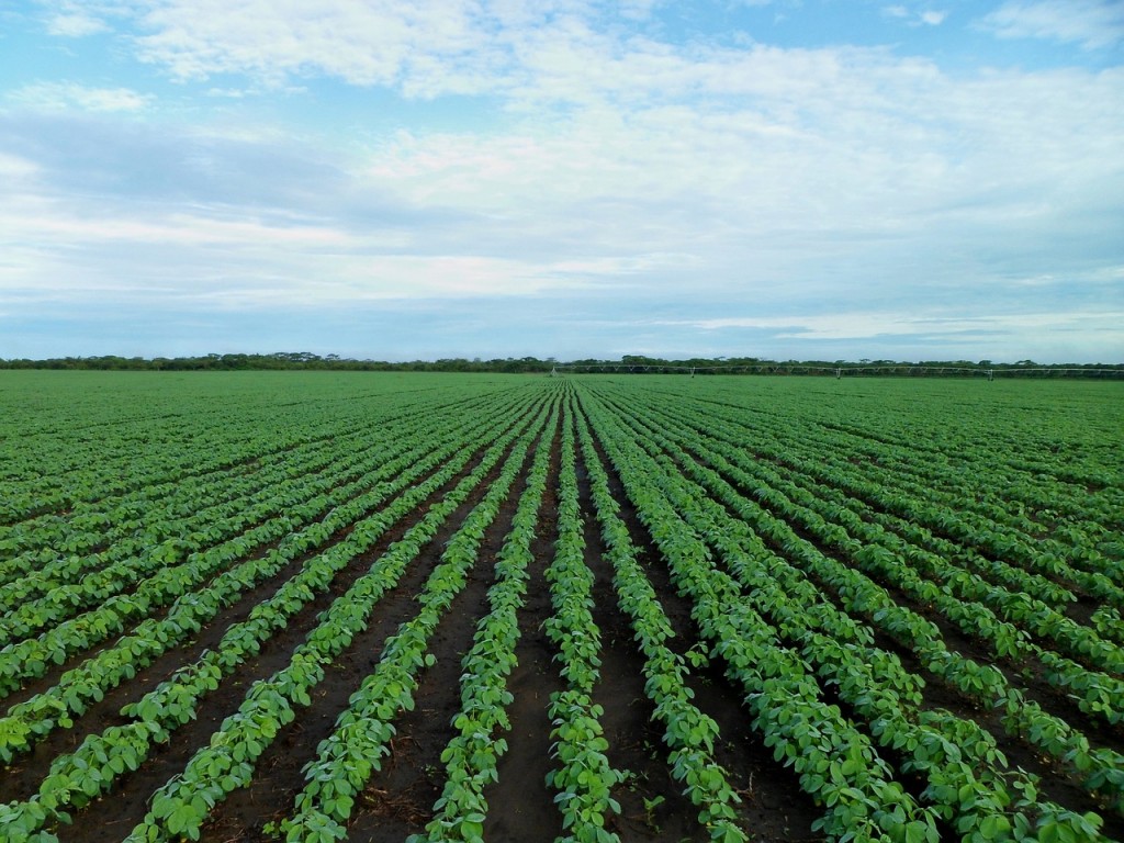 soybean-field-1610754_1280