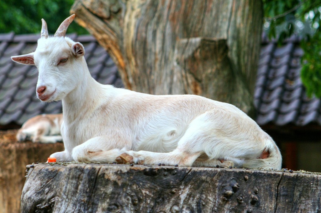 goat-208440_1280