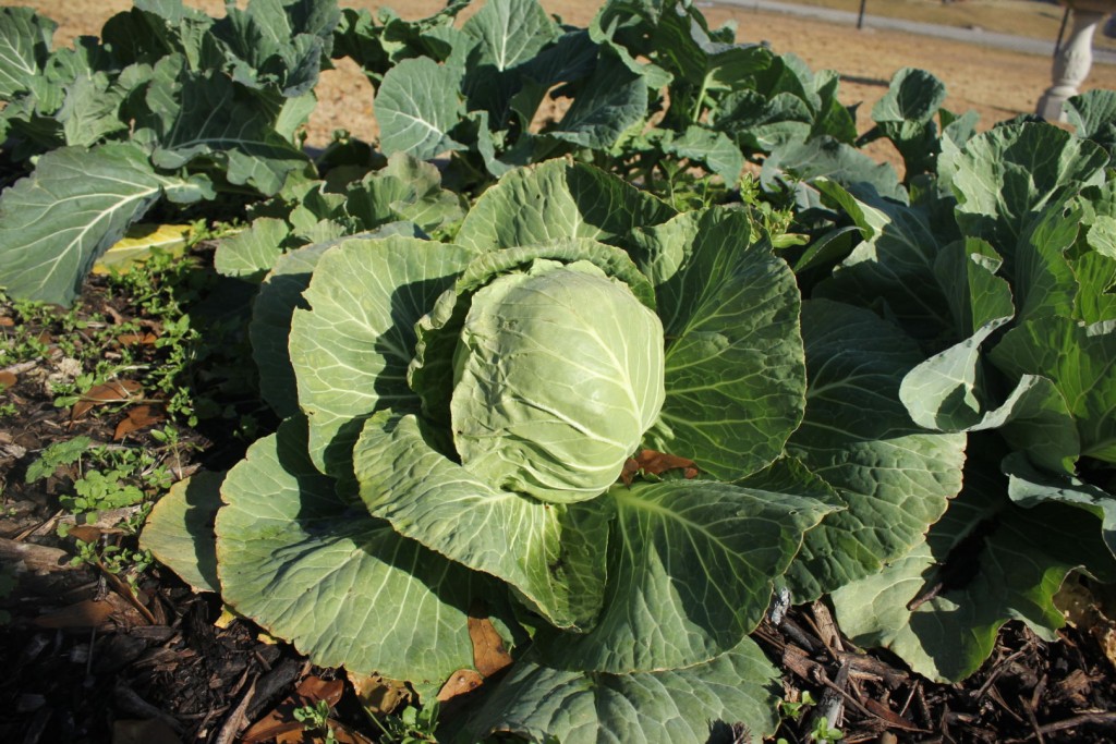 Community Gardens Across Houston Work To End Food Deserts Thirst