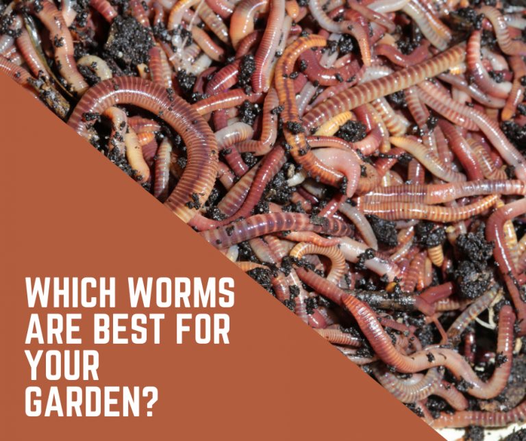 ARE WORMS GOOD FOR THE GARDEN? Why You Should Create a WormFriendly