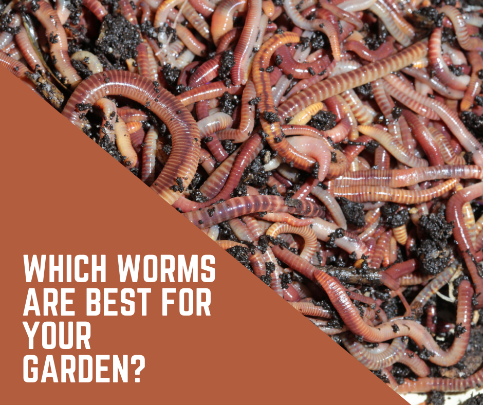 Are Worms Good For The Garden Why You Should Create A Worm