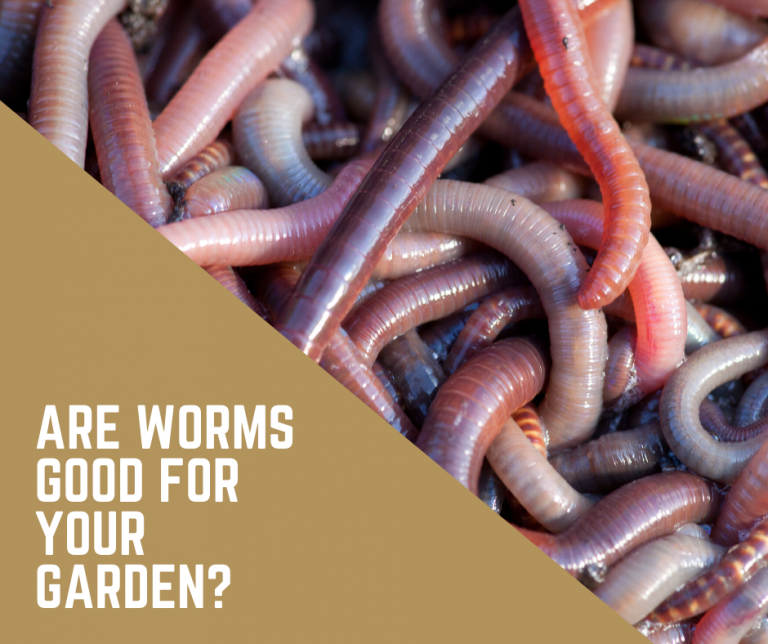 ARE WORMS GOOD FOR THE GARDEN? Why You Should Create a WormFriendly