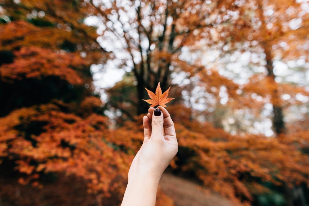 A Gardener’s List Of Things To Be Thankful For
